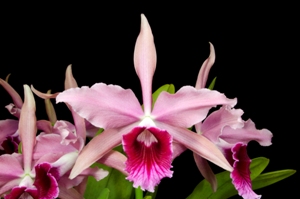 Cattleya Pacavia Ace AM/AOS 81 pts.